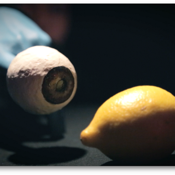Citron - Visuel 1
