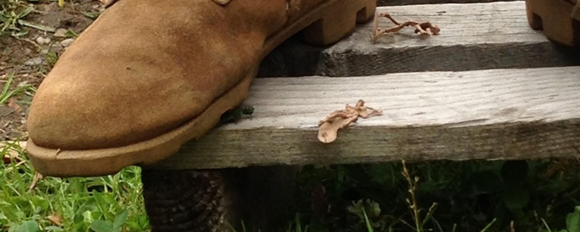 DR - Visuel Cie Uz &amp;amp; Coutumes &amp;quot;Une autre histoire du Maghreb&amp;quot;