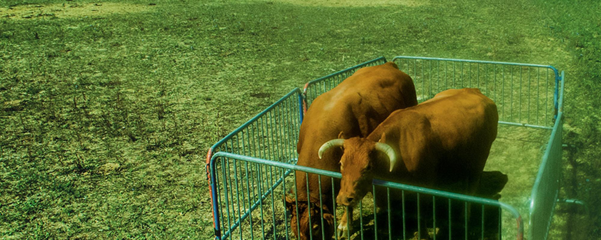 AmalgameS - Visuel 1